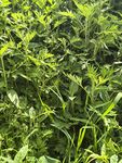 繁茂绿植景观