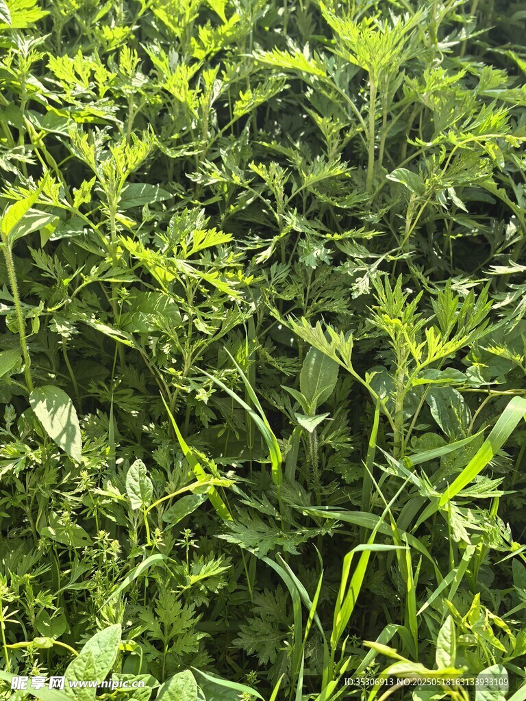 繁茂绿植景观