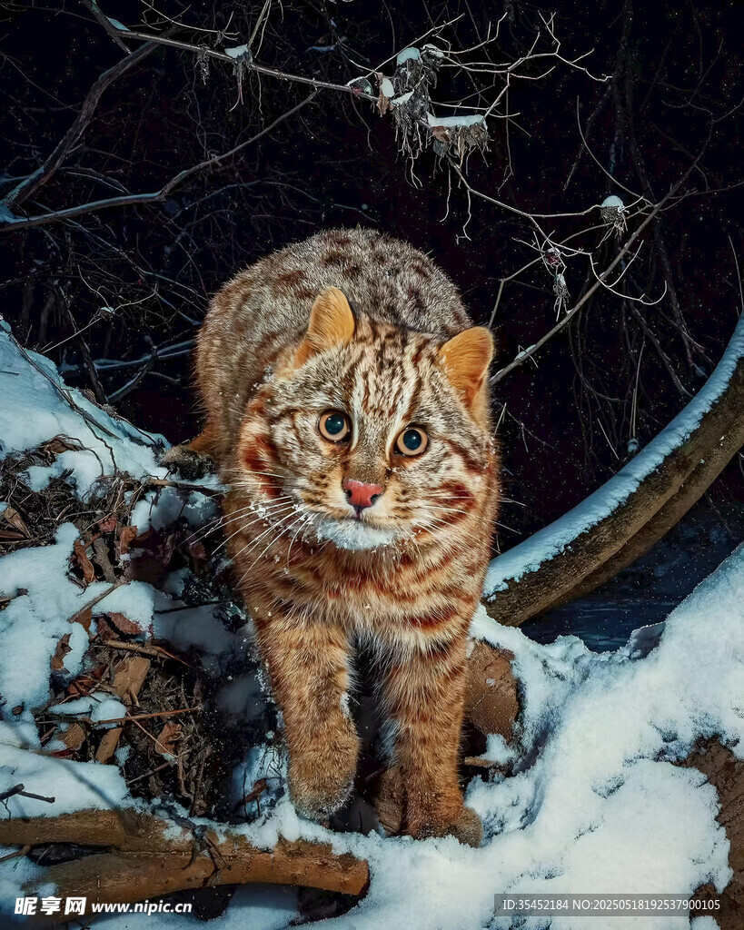 豹猫