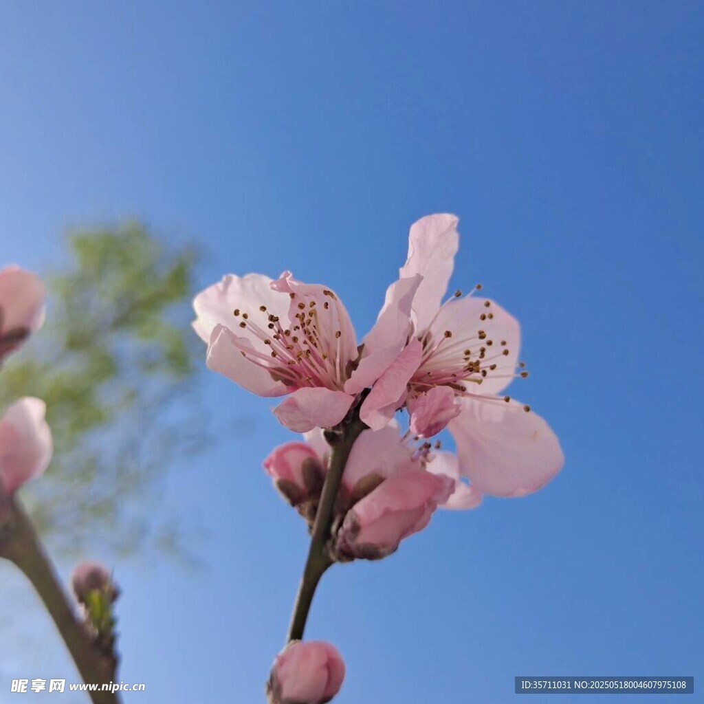 桃花