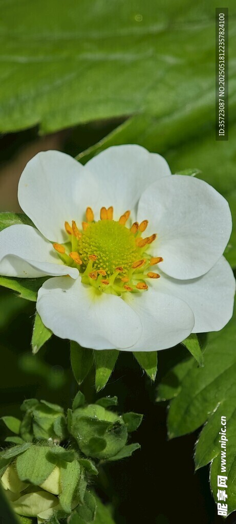 微距草莓花