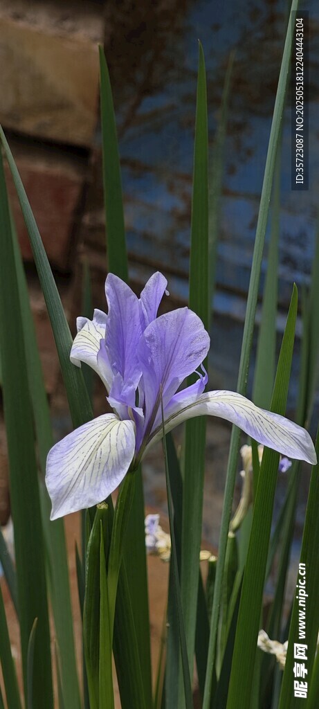 马莲花 