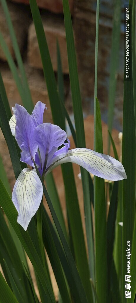 马莲花