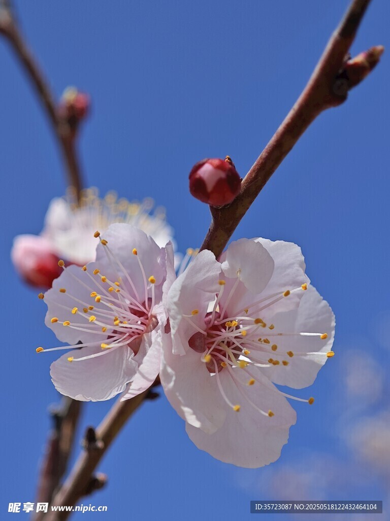 杏花