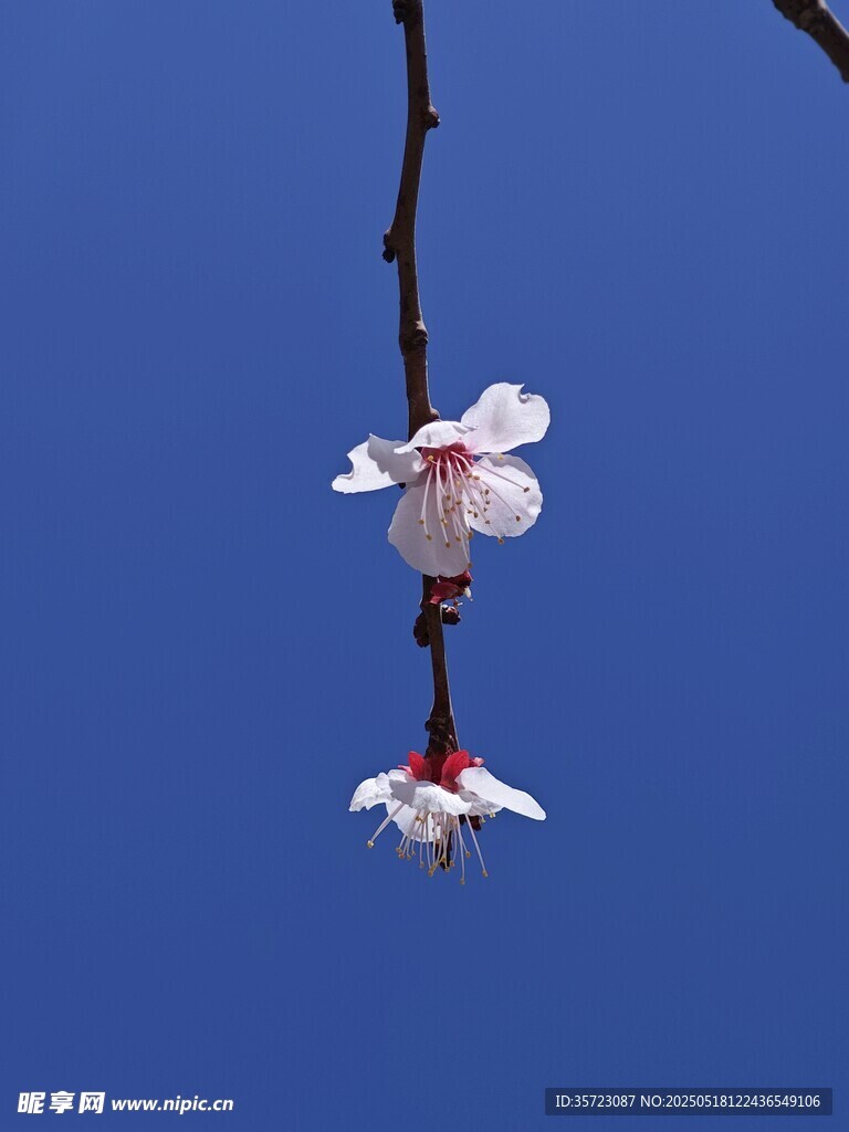 枝头绽放的娇艳杏花
