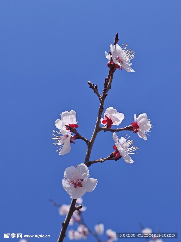 杏花