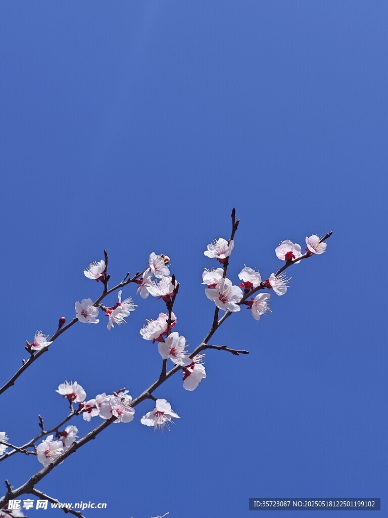 杏花