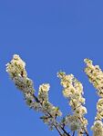 蓝天映衬下的洁白花枝