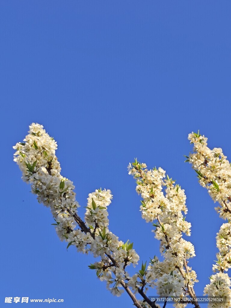 蓝天映衬下的洁白花枝