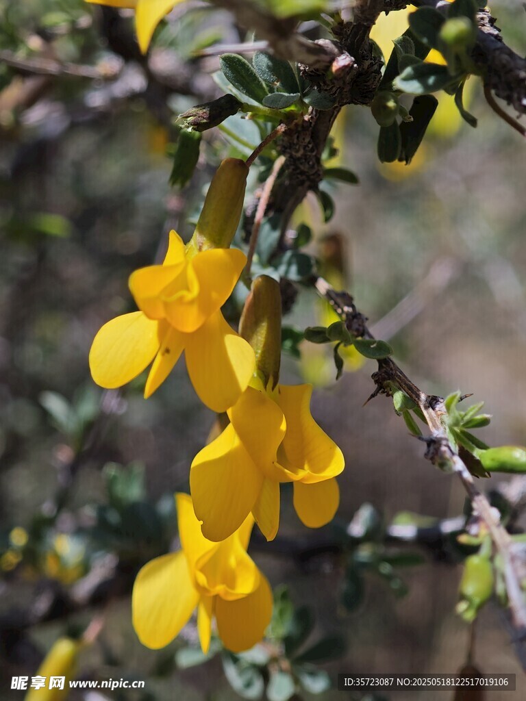 柠条花
