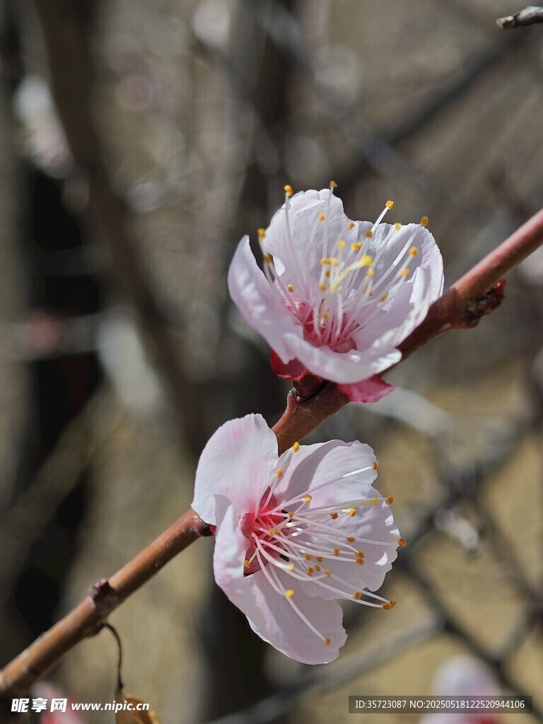 杏花