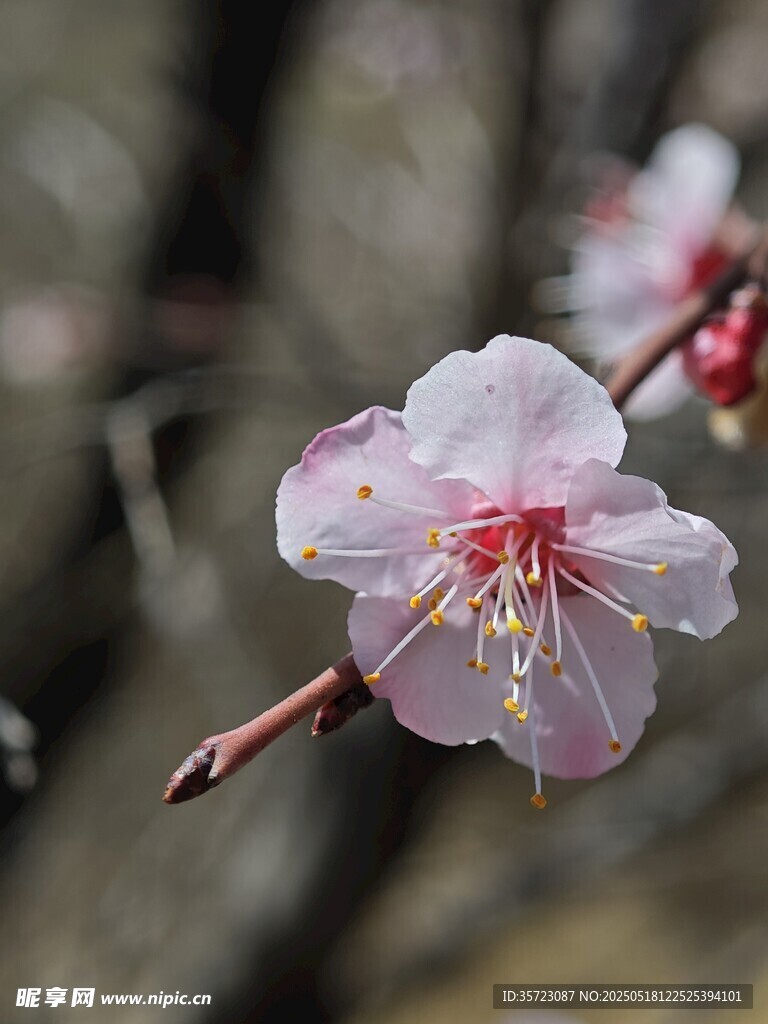 山杏