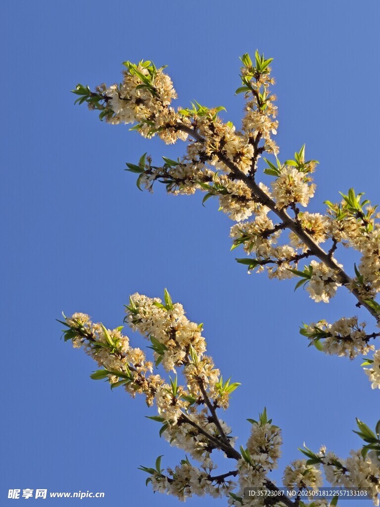 蓝天映衬下的繁花树枝