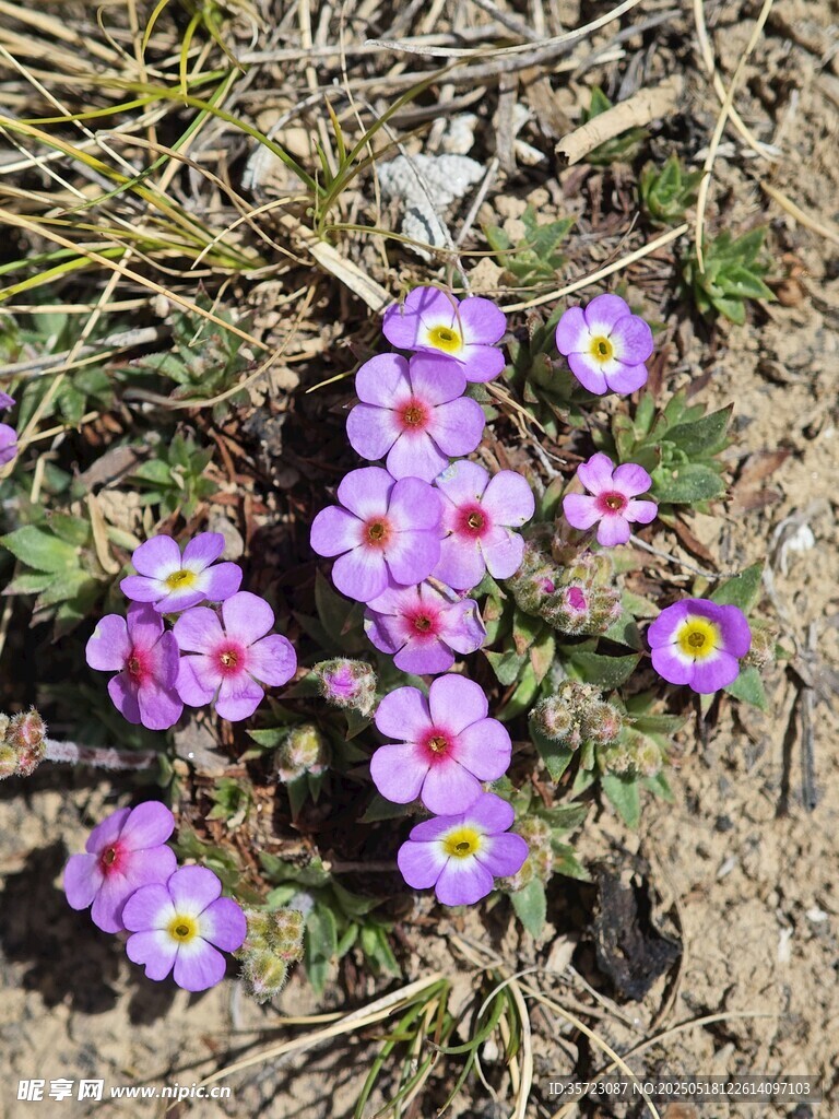 点地梅地面绽放的紫色小花