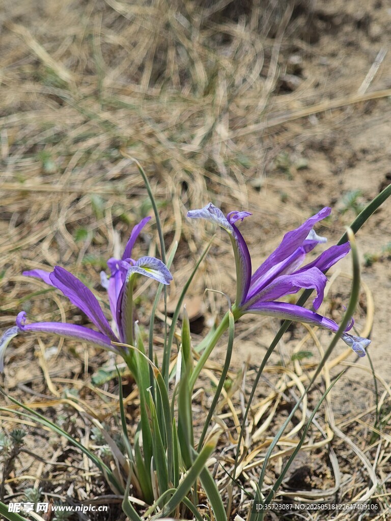 细叶紫色鸢尾