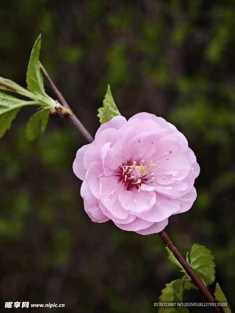 一枝独秀