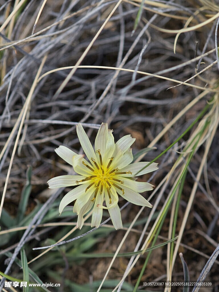 中华苦荬菜