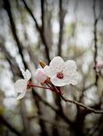 紫叶李花
