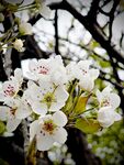 梨花初绽