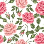 玫瑰 花朵 图案 背景 矢量 