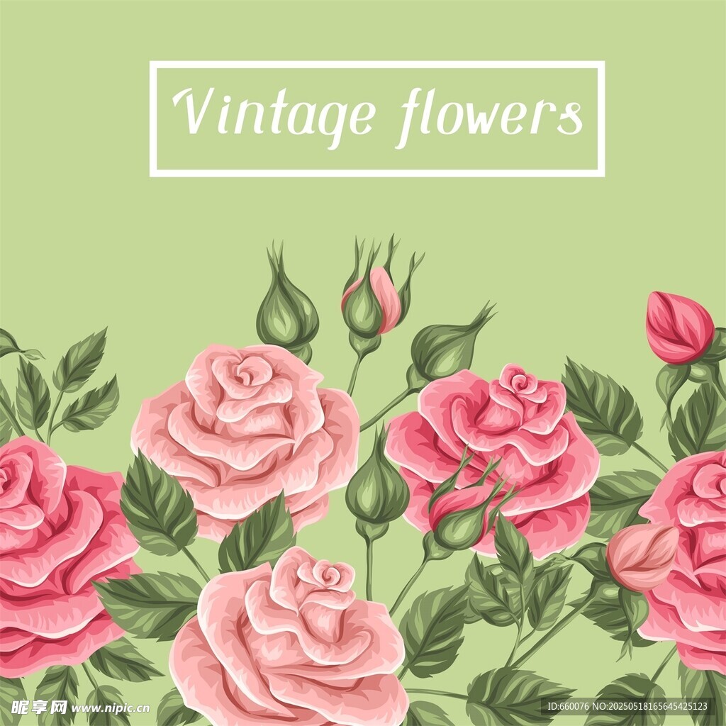 玫瑰 花朵 图案 背景 矢量 