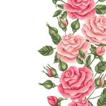 玫瑰 花朵 图案 背景 矢量 