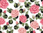 玫瑰 花朵 图案 背景 矢量 