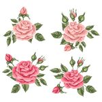 玫瑰 花朵 图案 背景 矢量 