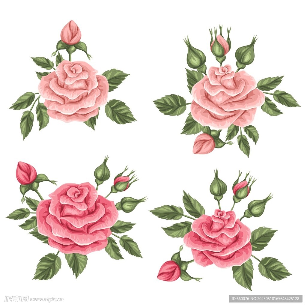 玫瑰 花朵 图案 背景 矢量 