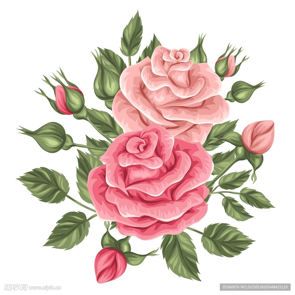 玫瑰 花朵 图案 背景 矢量 
