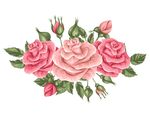 玫瑰 花朵 图案 背景 矢量 