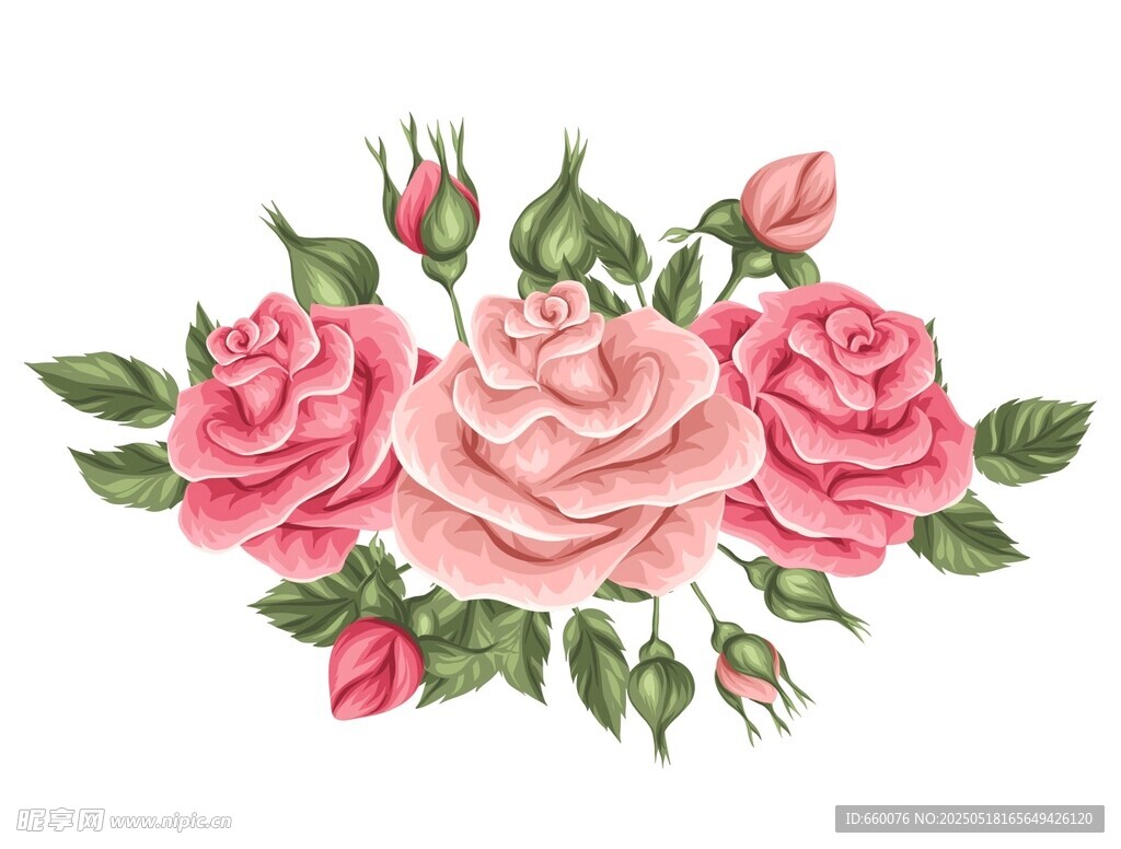 玫瑰 花朵 图案 背景 矢量 