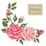 玫瑰 花朵 图案 背景 矢量 