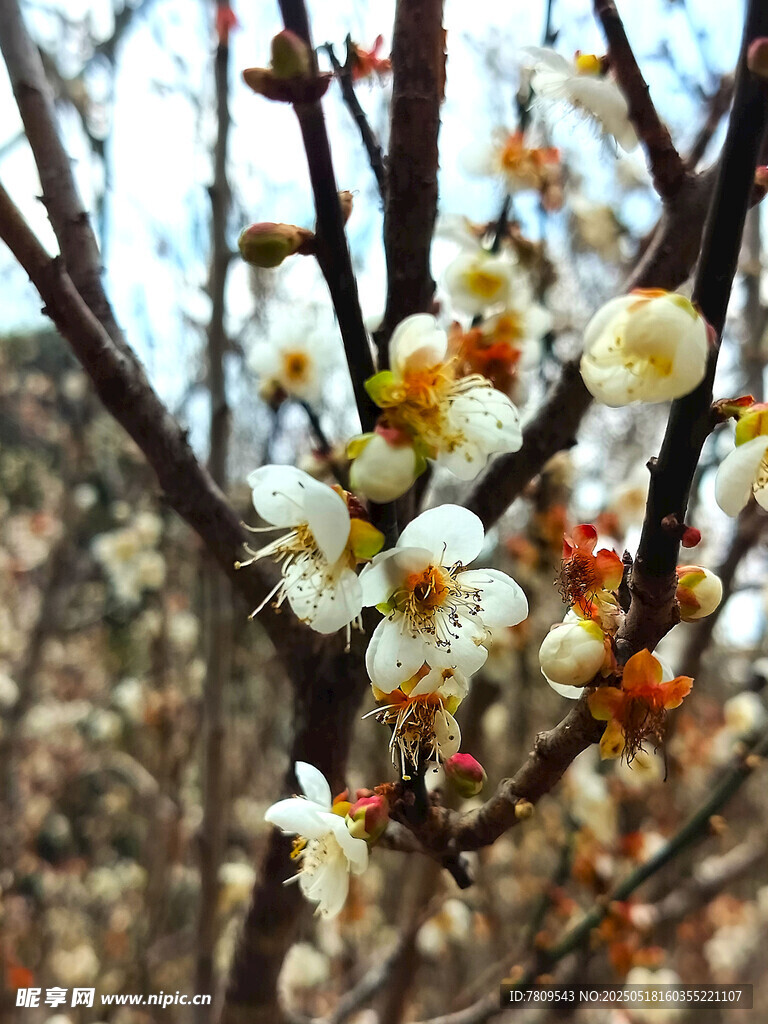 枝头绽放的素雅白梅花