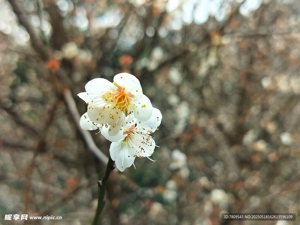一枝白梅花