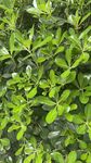 翠绿繁茂的植物叶片