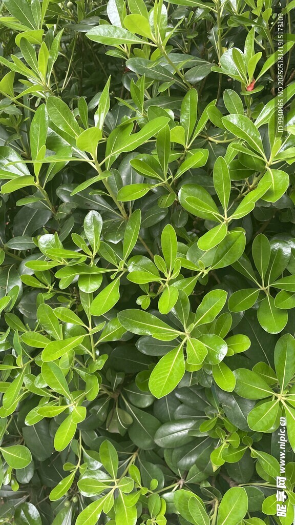 翠绿繁茂的植物叶片