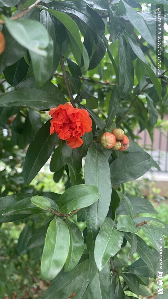 石榴花