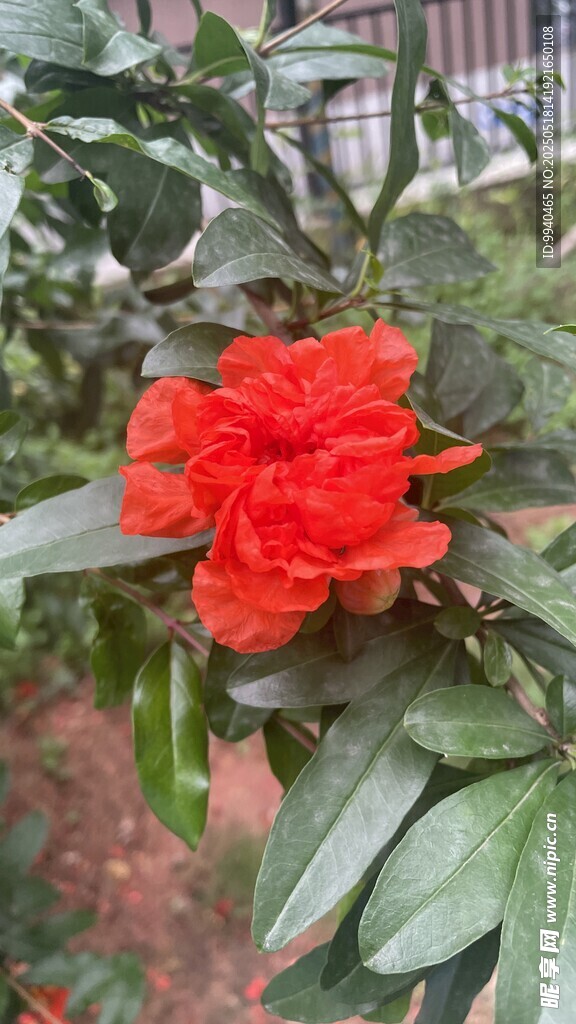 石榴花