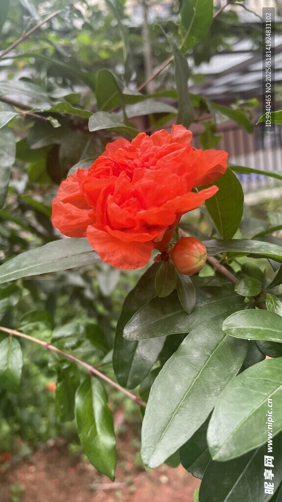 石榴花