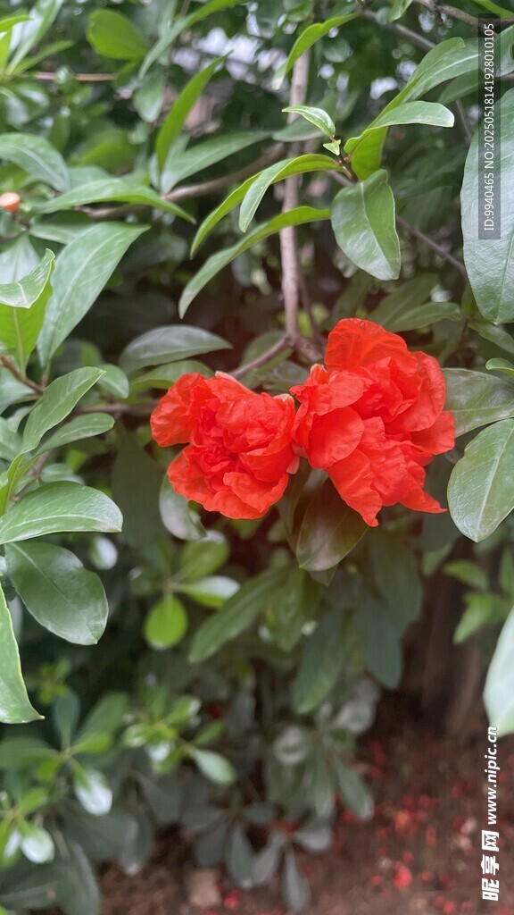 石榴花