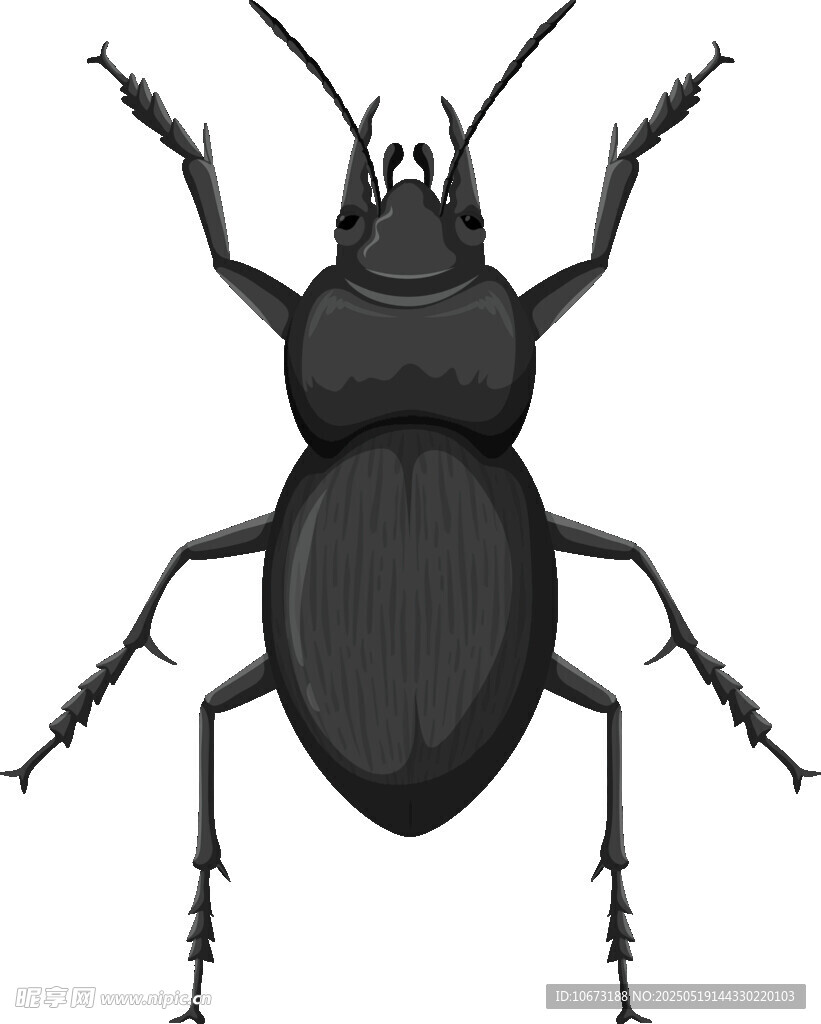 黑色甲虫插画
