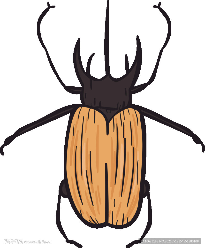 手绘锹形甲虫插画