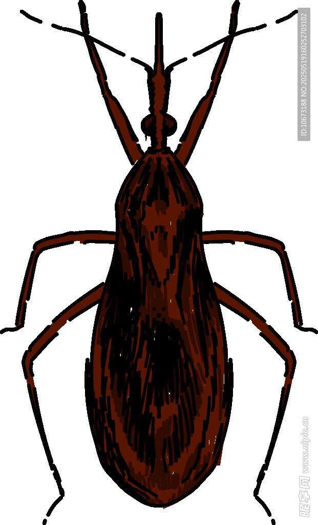 棕色长蝽昆虫插画