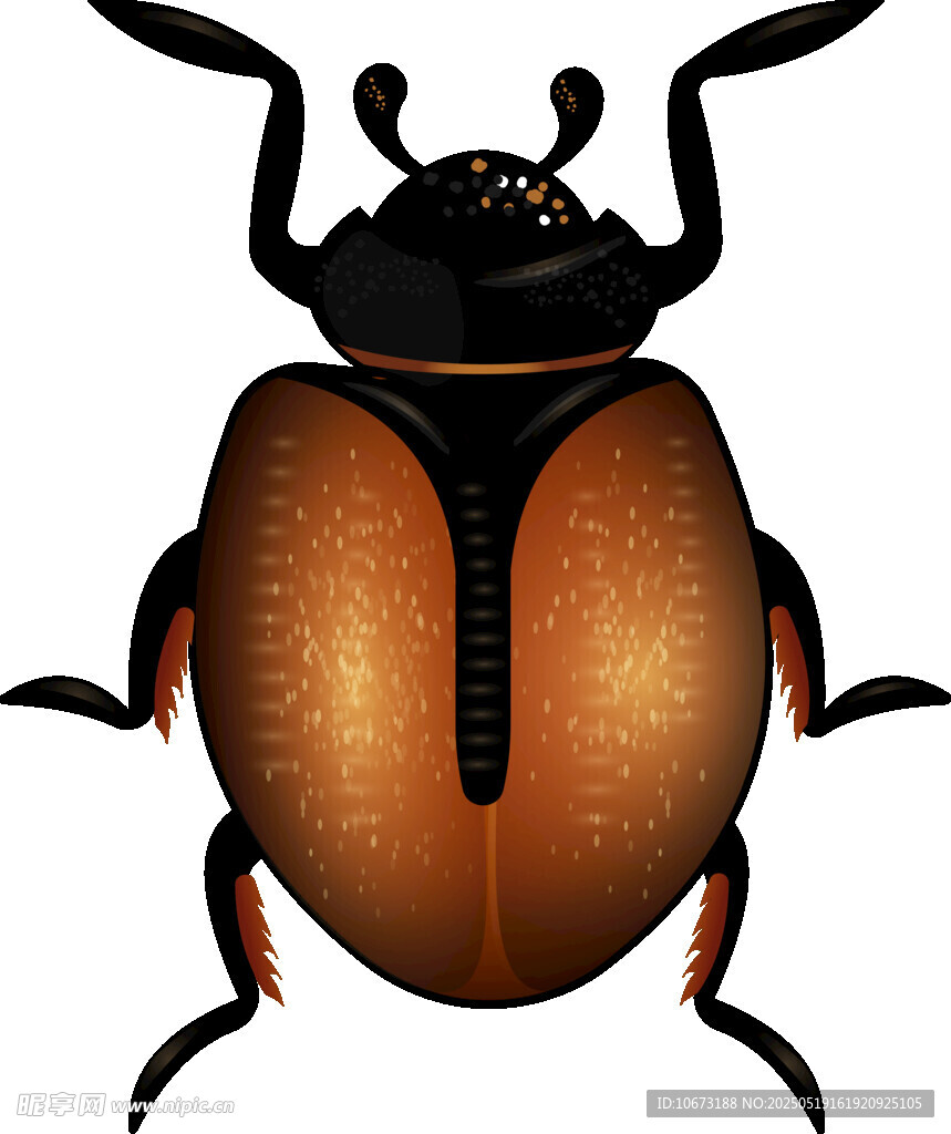 甲虫插画