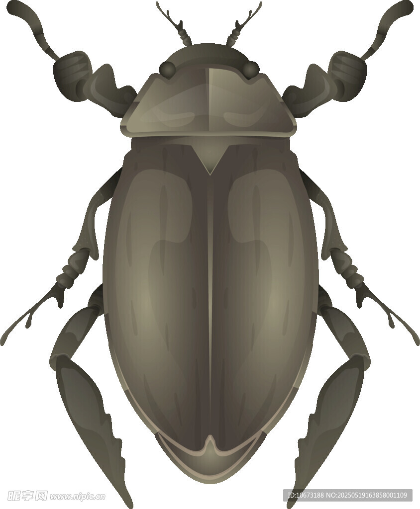 甲虫插画