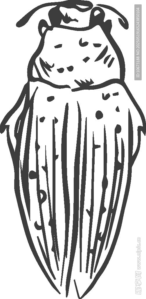 甲虫黑白线条插画