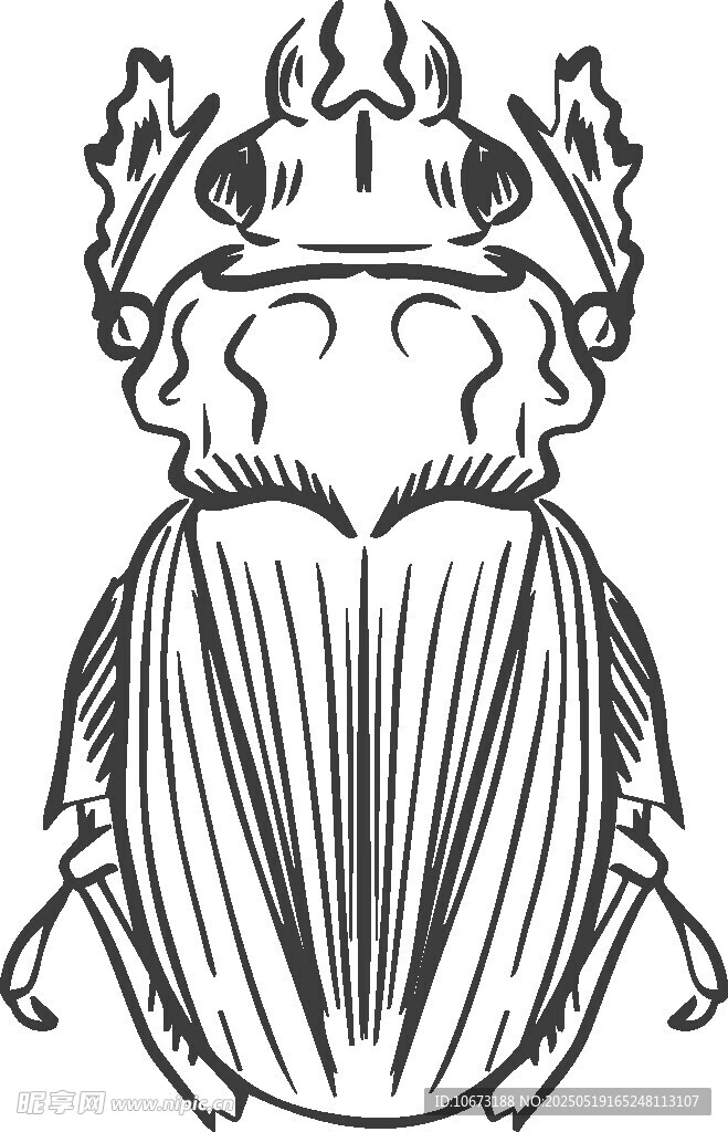 甲虫插画