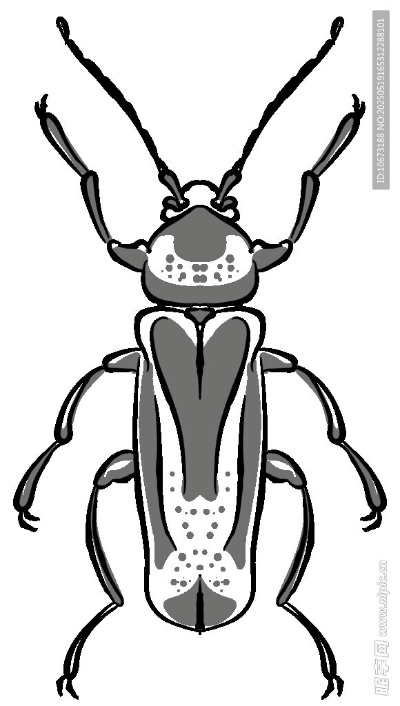 黑白甲虫插画