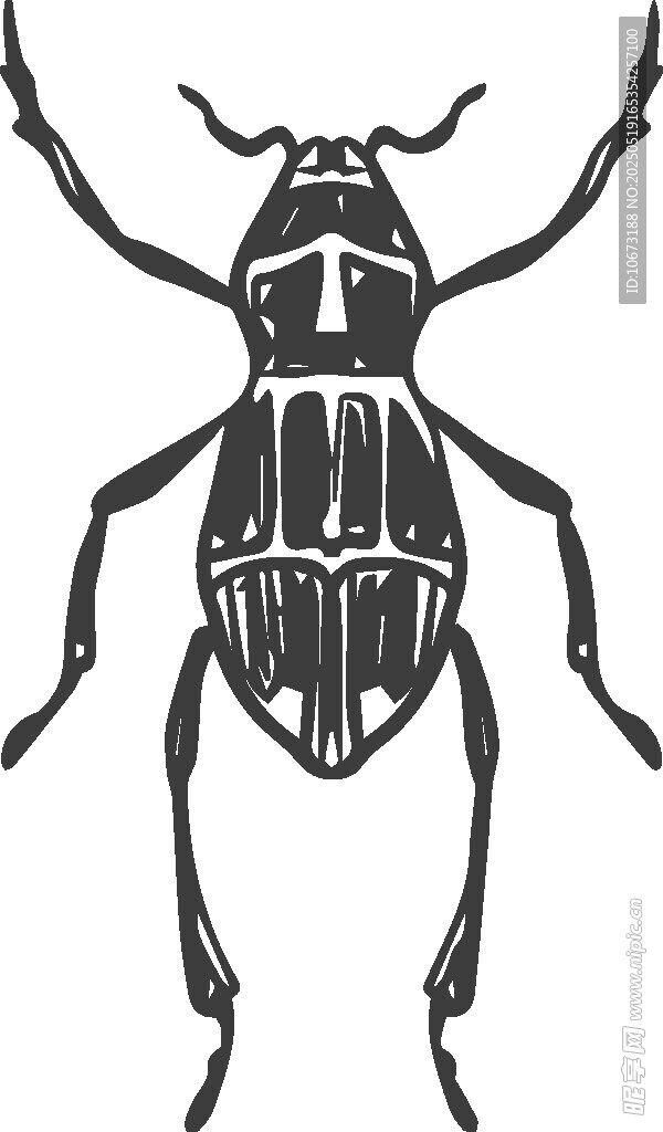 黑白甲虫插画